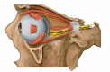 Lateral eye and orbit anatomy with nerves, Optic Nerve is depicted by yellow color