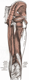 Muscles of the Hip and Thigh