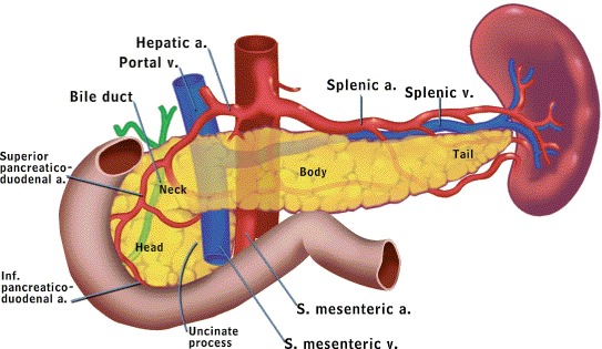 Anatomy - The Exocrine Pancreas - NCBI Bookshelf