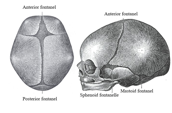 Figure, Superior and lateral view of...] - StatPearls - NCBI Bookshelf