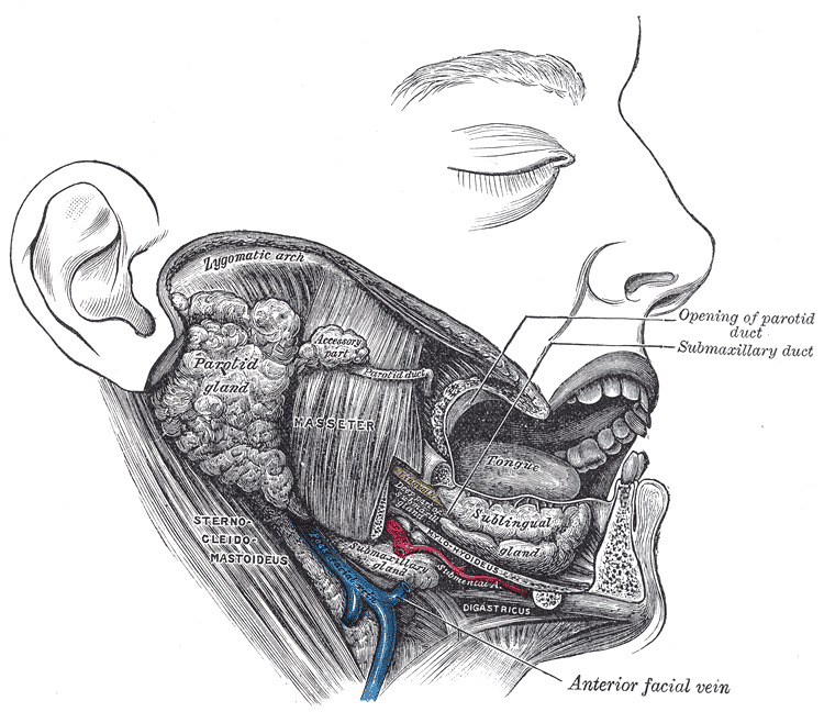 Anatomy Head And Neck Submandibular Gland Statpearls Ncbi Bookshelf