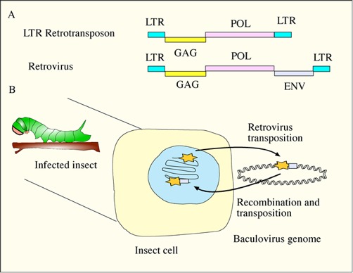 Figure 1 The Conversion Of An Ltr Baculovirus Molecular
