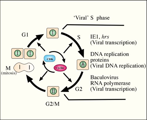 Figure 1 The Cell Cycle Is Regulated Baculovirus