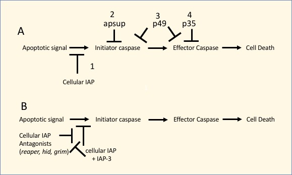 Figure 2 Cell Death Regulation By Baculovirus Baculovirus