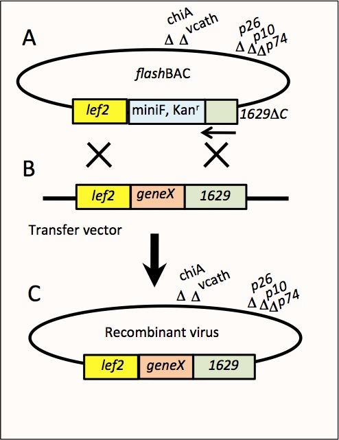 Figure 2 The Flashbac Baculovirus Expression System