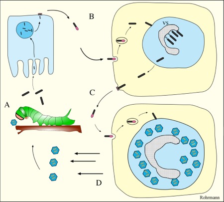 Figure 1 A Life Cycle Of A Baculovirus Molecular Biology