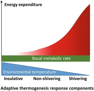 Understanding adaptive thermogenesis
