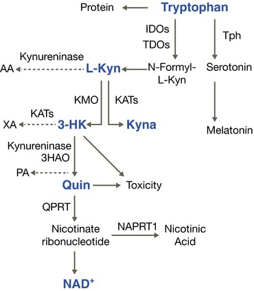 Fig. 1, [The kynurenine pathway of tryptophan...]. - Hormones