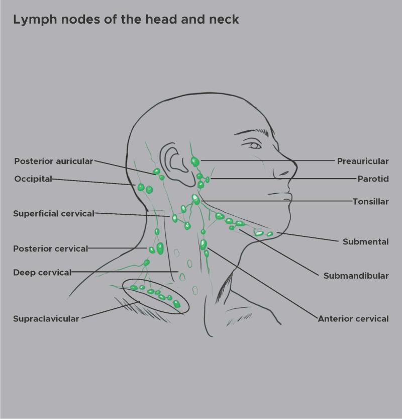 Figure Illustration Of The Lymph Nodes Of The Head And Neck