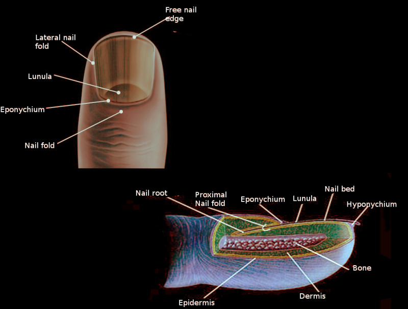 Anatomy Bony Pelvis And Lower Limb Toe Nails Article - Vrogue