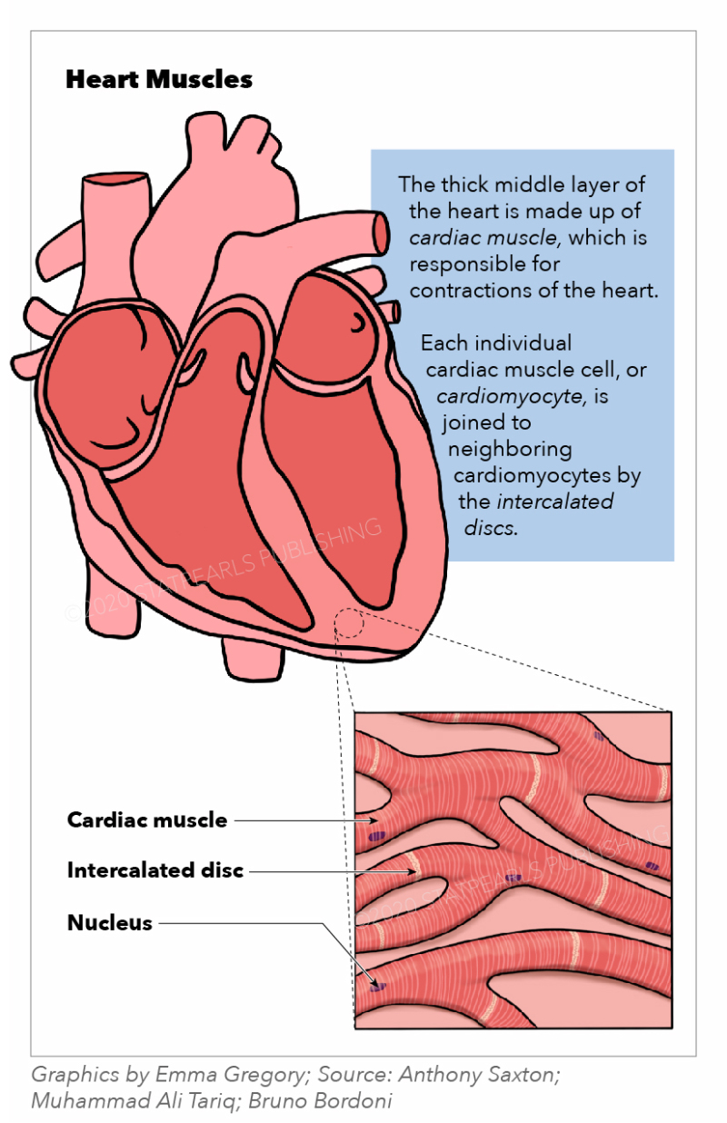 essay on heart muscle
