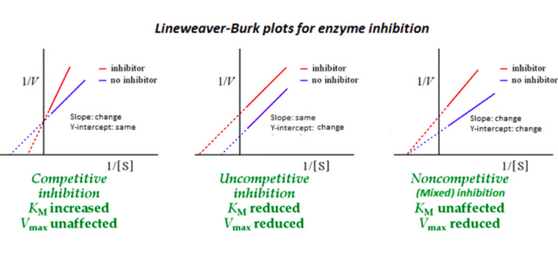 Lineweaver-Burk plots