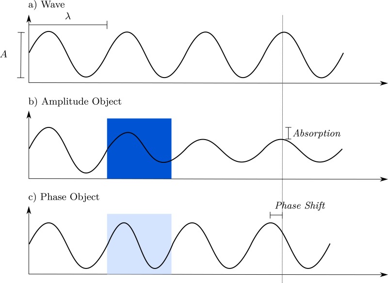 Figure 5.10, If we consider light as a wave with amplitude A and wavelength λ, we observe amplitude objects reduce the wave amplitude by absorption. Phase objects cause a phase shift