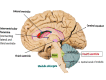 Fourth ventricle Image courtesy O