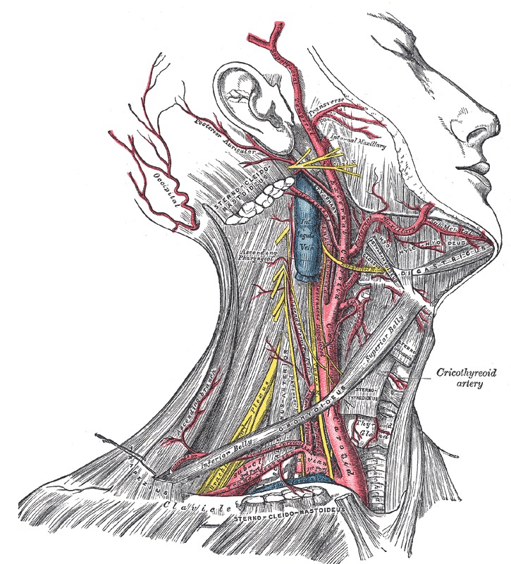 Figure Arteries Of The Head And Statpearls Ncbi