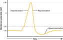 A neuronal action potential