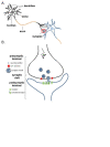 Anatomy of Neurons