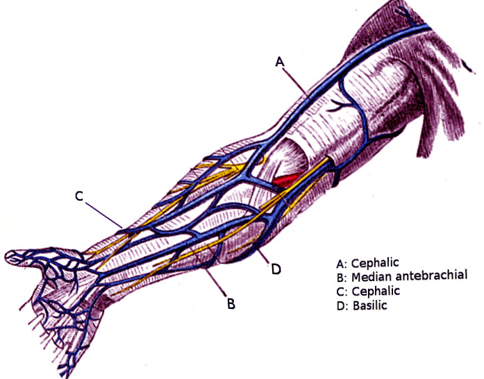 Anatomy Shoulder And Upper Limb Veins Statpearls Ncbi Bookshelf