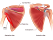 Rotator cuff muscles Image courtesy O