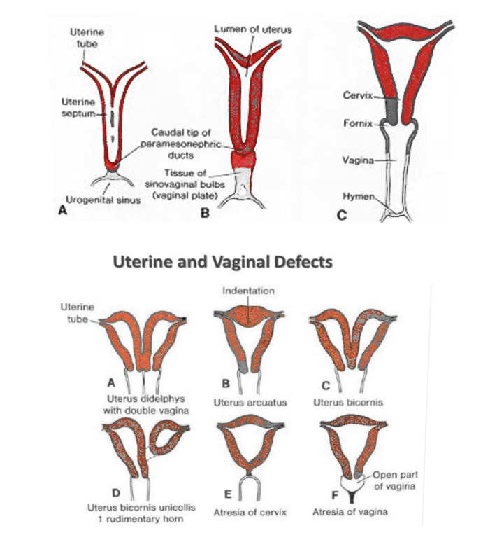 Anatomie A Embryologie Anatomie A Ontwikkeling Urogenitaal My Xxx Hot