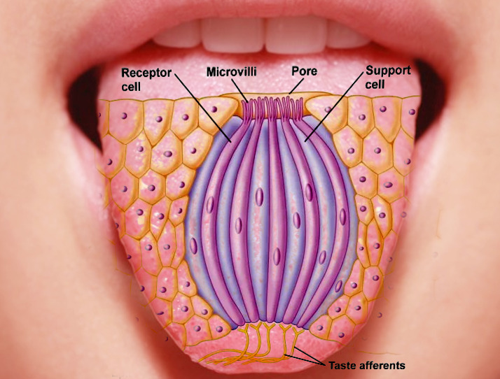 Tongue Histology Taste Buds