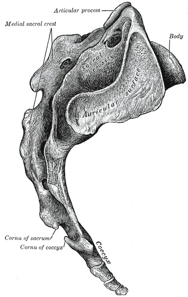 Lateral surface of sacrum and Coccyx