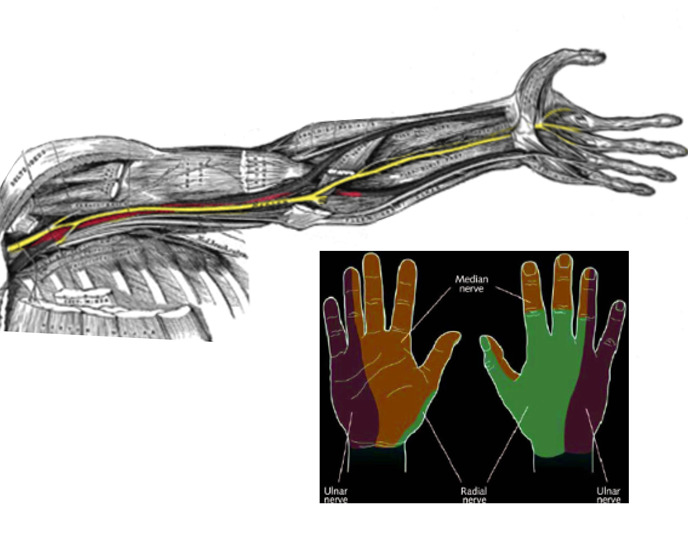 Figure, Median nerve Image courtesy S Bhimji MD] - StatPearls