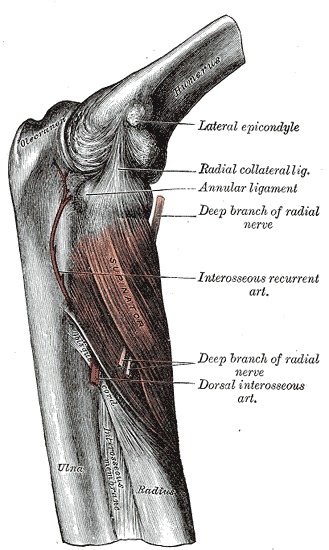 Anatomy Shoulder And Upper Limb Forearm Nerves Statpearls Ncbi