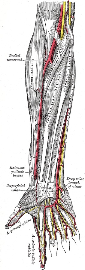 Anatomy Shoulder And Upper Limb Forearm Nerves Statpearls Ncbi