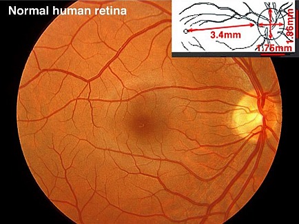 Figure 1. [The normal human retina fundus]. - Webvision - NCBI