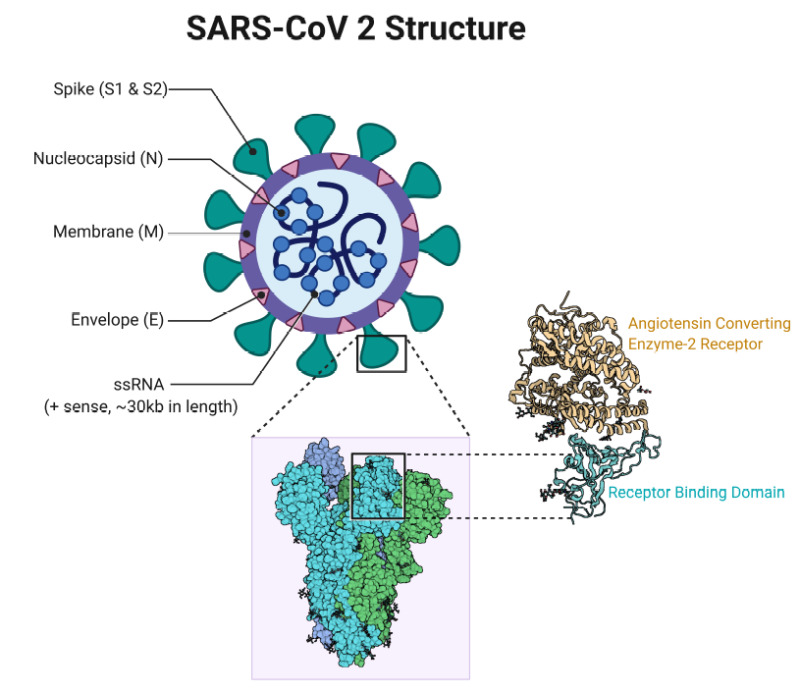 Sars-cov-2 Severe acute