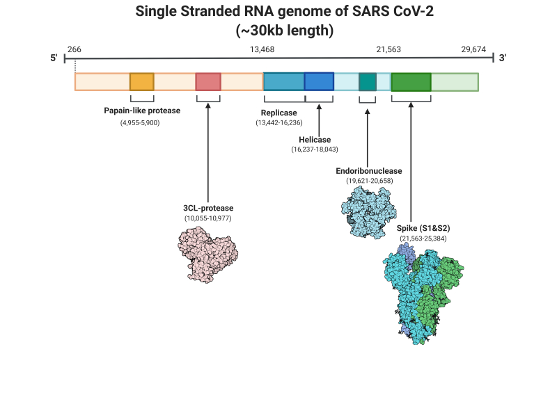 Figure Single Stranded Rna Genome Of Sars Cov2 Statpearls Ncbi Bookshelf