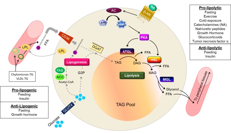 Carbohydrate metabolism in adipose tissue