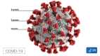 This illustration, created at the Centers for Disease Control and Prevention (CDC), reveals ultrastructural morphology exhibited by coronaviruses