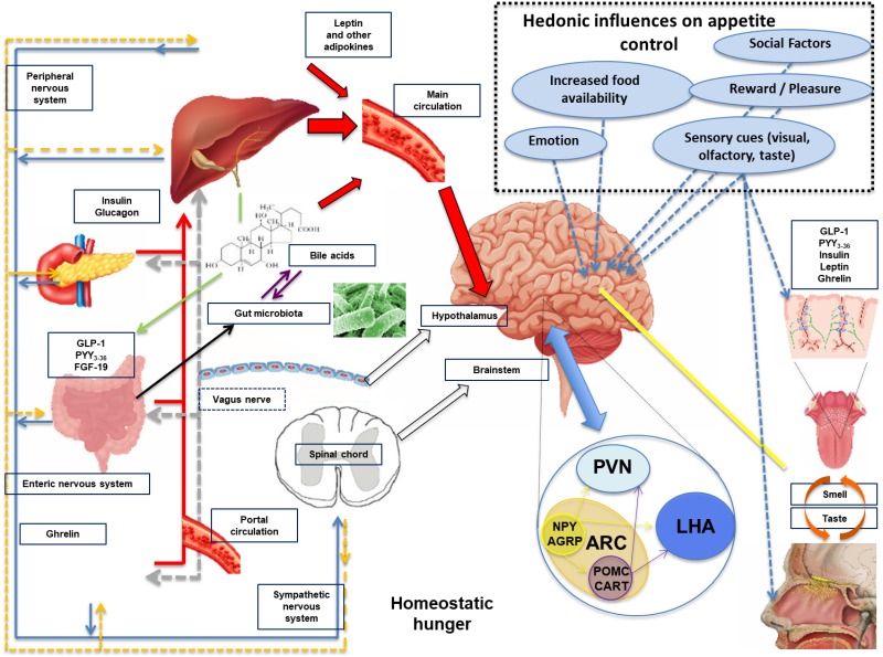 The effect of chronic lithium treatment on hippocampal progenitor cells:  Transcriptomic analysis and systems pharmacology - Jahandideh - 2023 -  Brain and Behavior - Wiley Online Library