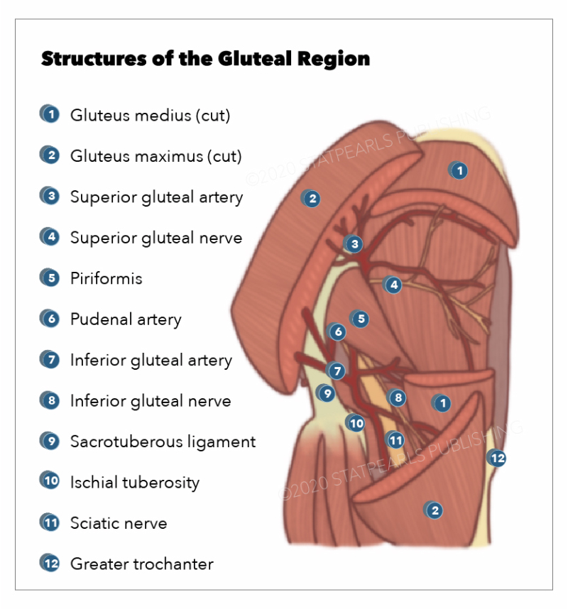 Gluteal Cleft