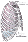 Relationship Of Thoracic Contents And Thoracic Cage Linings
