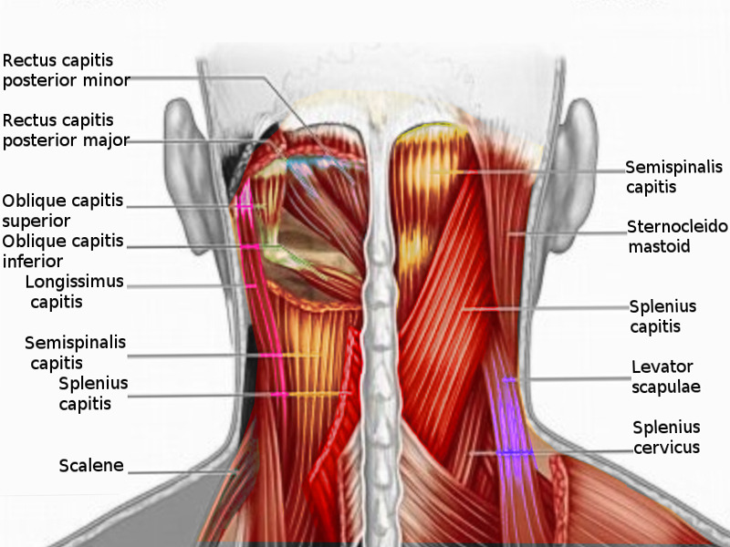 Image Posterior__neck__muscles
