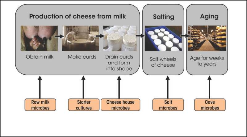 research paper on cheese production