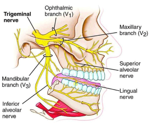 The Mandibular Nerve Block Anatomy The mandibular
