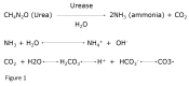 Equations showing breakdown of urea into ammonium and bicarbonate ions