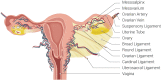 Uterine Tubal Anatomy and Ligaments