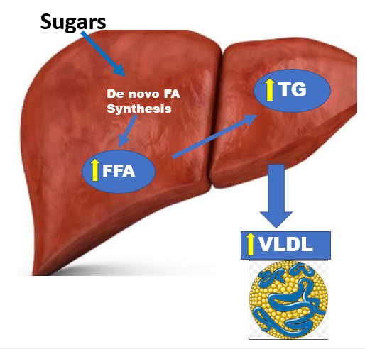 Figure 1. . Carbohydrates stimulate VLDL production by stimulating de novo fatty acid synthesis.