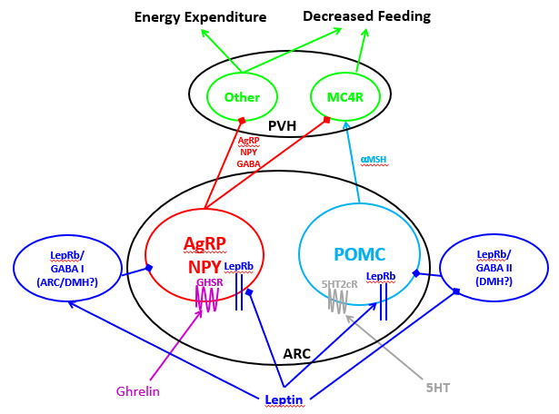 Role of hypothalamic tanycytes in nutrient sensing and energy balance, Proceedings of the Nutrition Society
