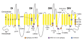 Figure 2. . Schematic of the Nav1.