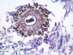 Histological View of Aspergillus Niger