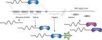 FIGURE 56.2.. Precise gene editing modalities.