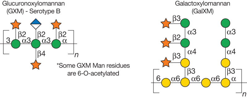 FIGURE 23.7.. Structures of capsular polysaccharides in Cryptococcus neoformans.