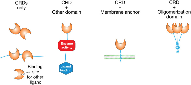 FIGURE 28.2.. Arrangements of carbohydrate-recognition domains (CRDs) in lectins.