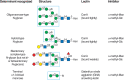 FIGURE 48.1.. Examples of N-glycans recognized by concanavalin A (ConA) from Canavalia ensiformis and Galanthus nivalis agglutinin (GNA).